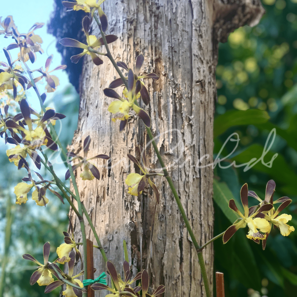 Encyclia alata — Palmer Orchids